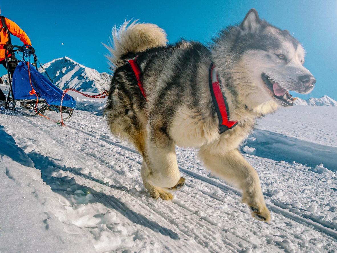 Una corsa a perdifiato in slitta con gli instancabili husky
