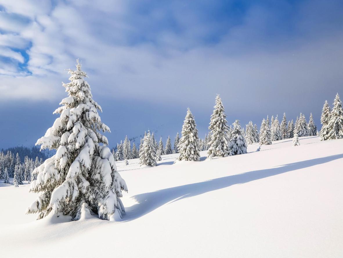 Lasciati inebriare dal profumo dei boschi innevati