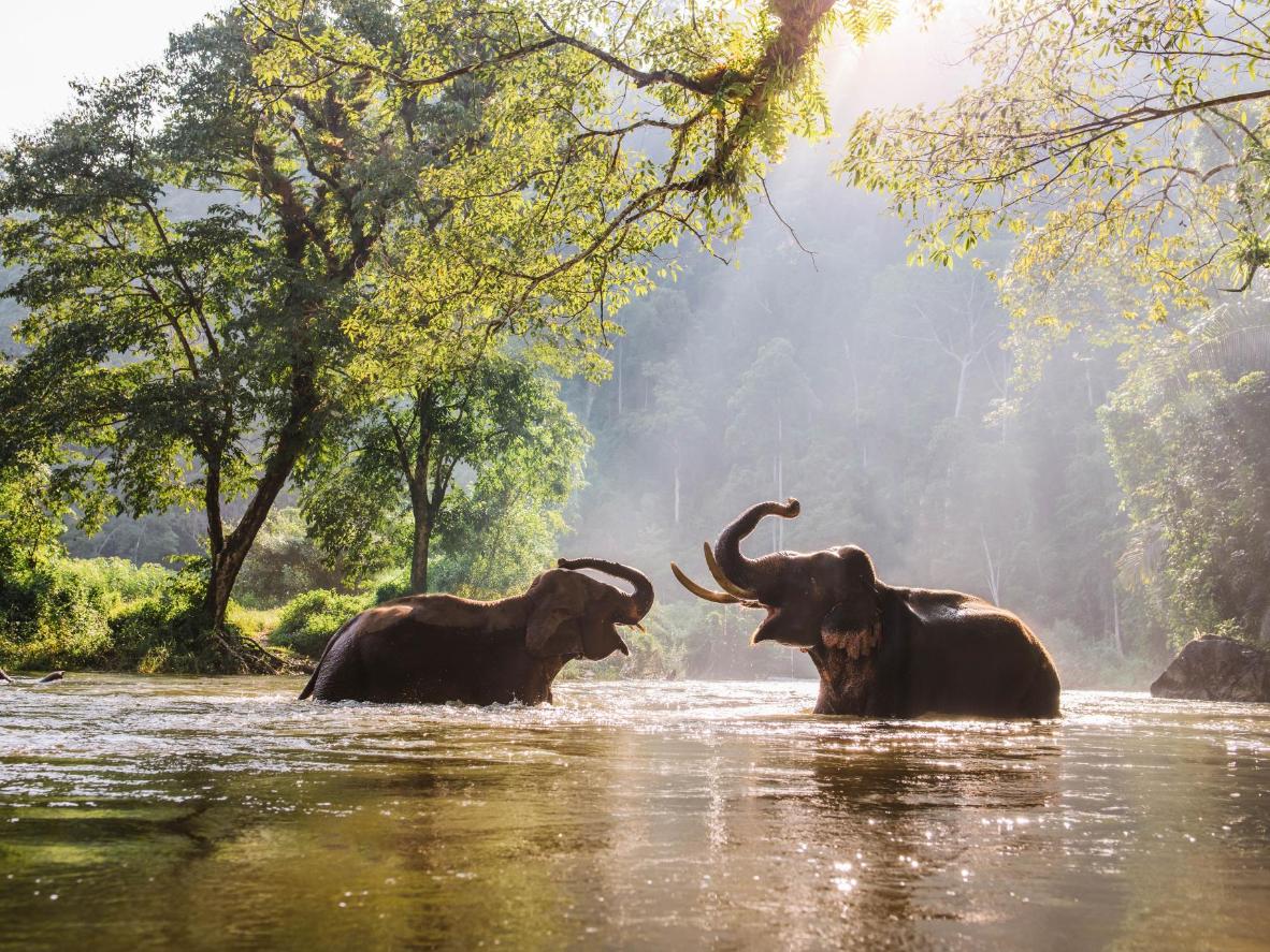 Opting for an ethical alternative to seeing elephants can be just as rewarding