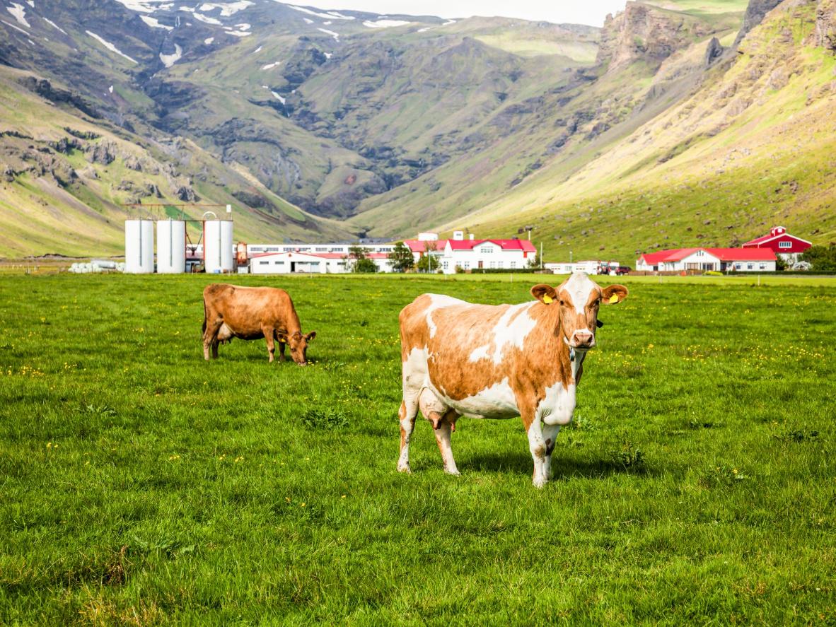 La natura incontaminata dell’Islanda è il segreto dello Skyr