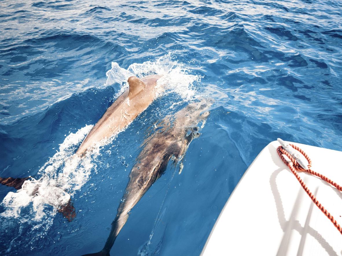 Go dolphin-spotting across the River Tay