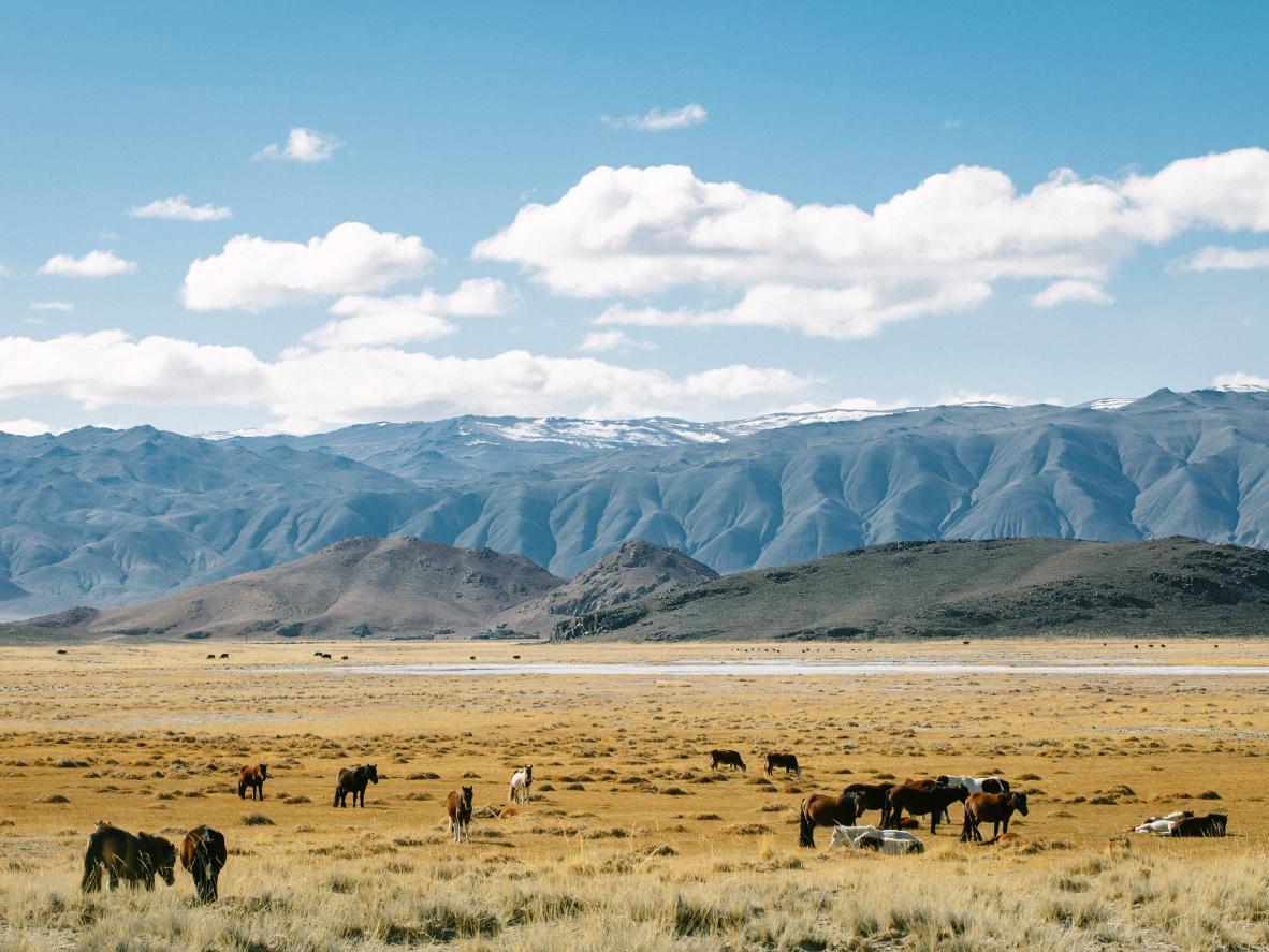 Mongolia's horse population outnumbers its human population