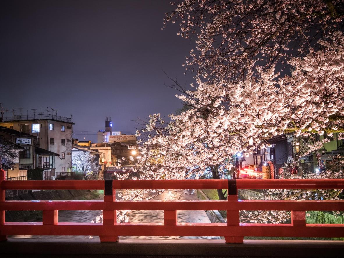 Alberi di ciliegio in fiore sul Ponte Nakabashi di Takayama