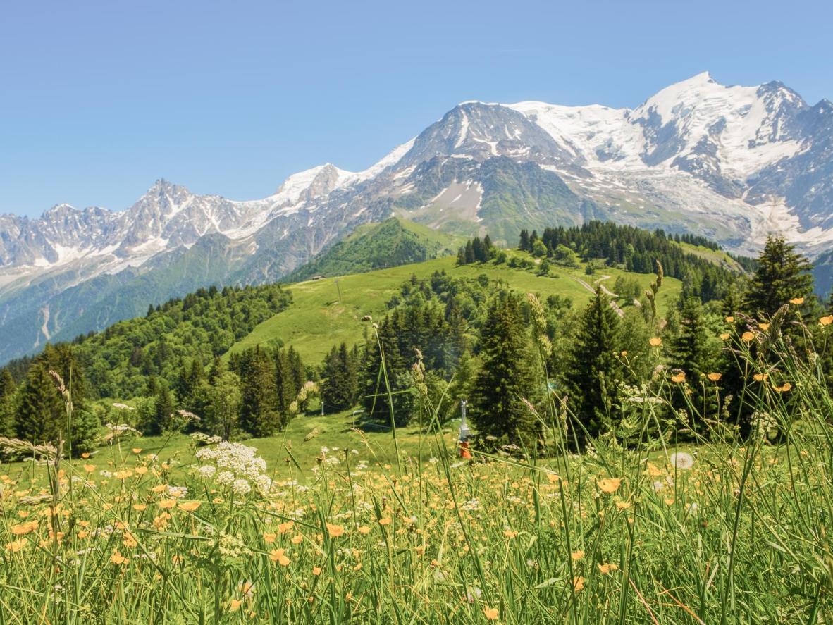 Dạo chơi trên đồng cỏ hoa với khung cảnh núi Mont Blanc phía xa gần Chamonix