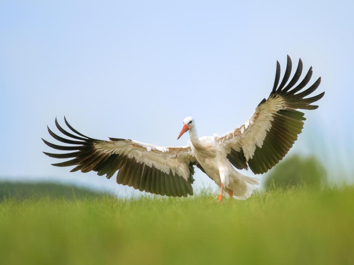 Storks are defined by their white plumage, black-feathered wings and graceful build