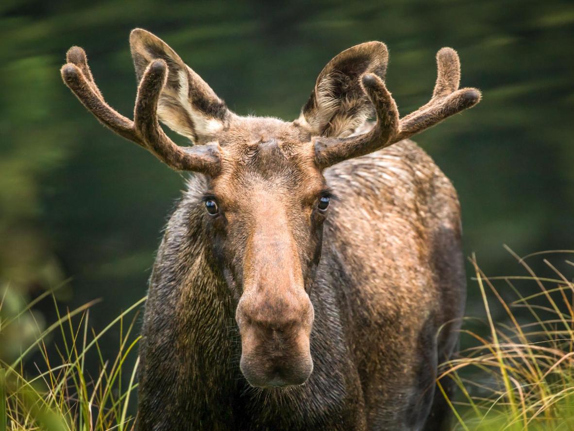 On the lookout for Poland’s majestic wildlife