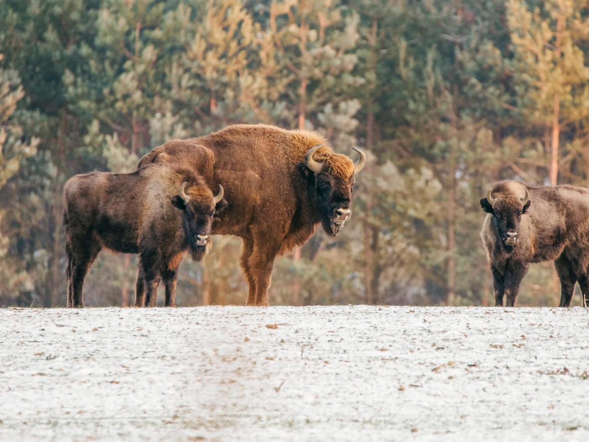 European Bison are a symbol of conservation and pride in Poland