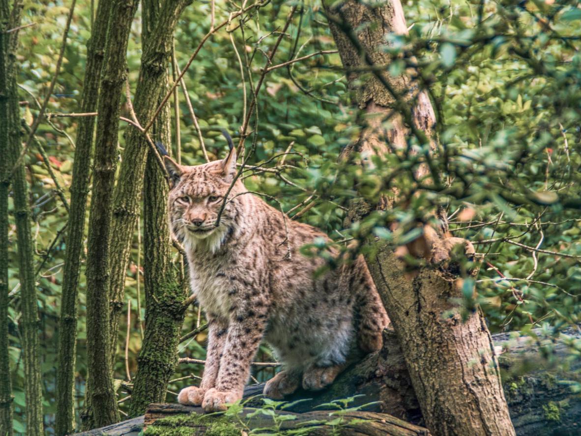 The lynx is often dubbed the 'phantom of the forest' due to its fleeting appearances