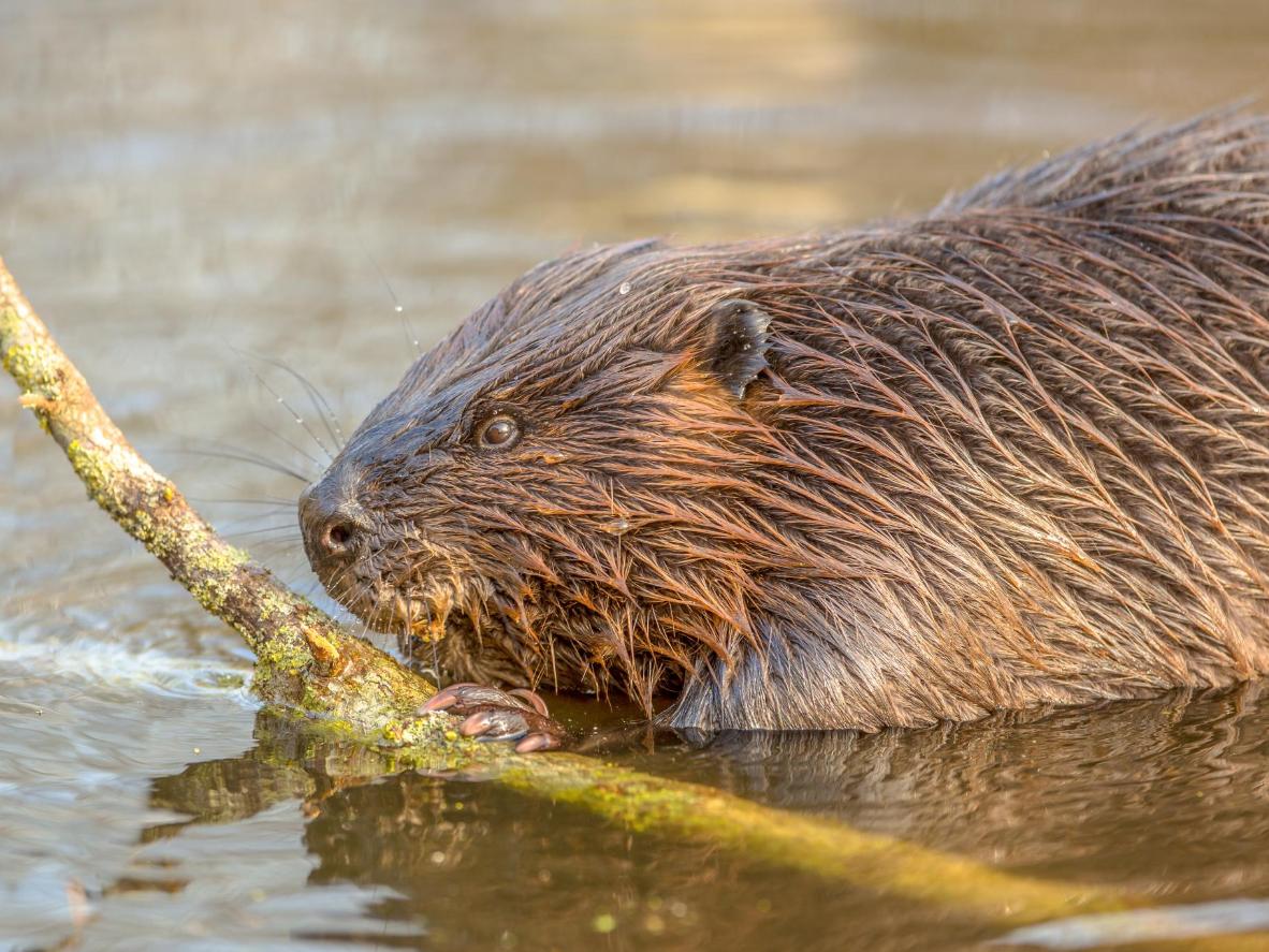 Track a beaver family's journey through the waters via a hot air balloon ride