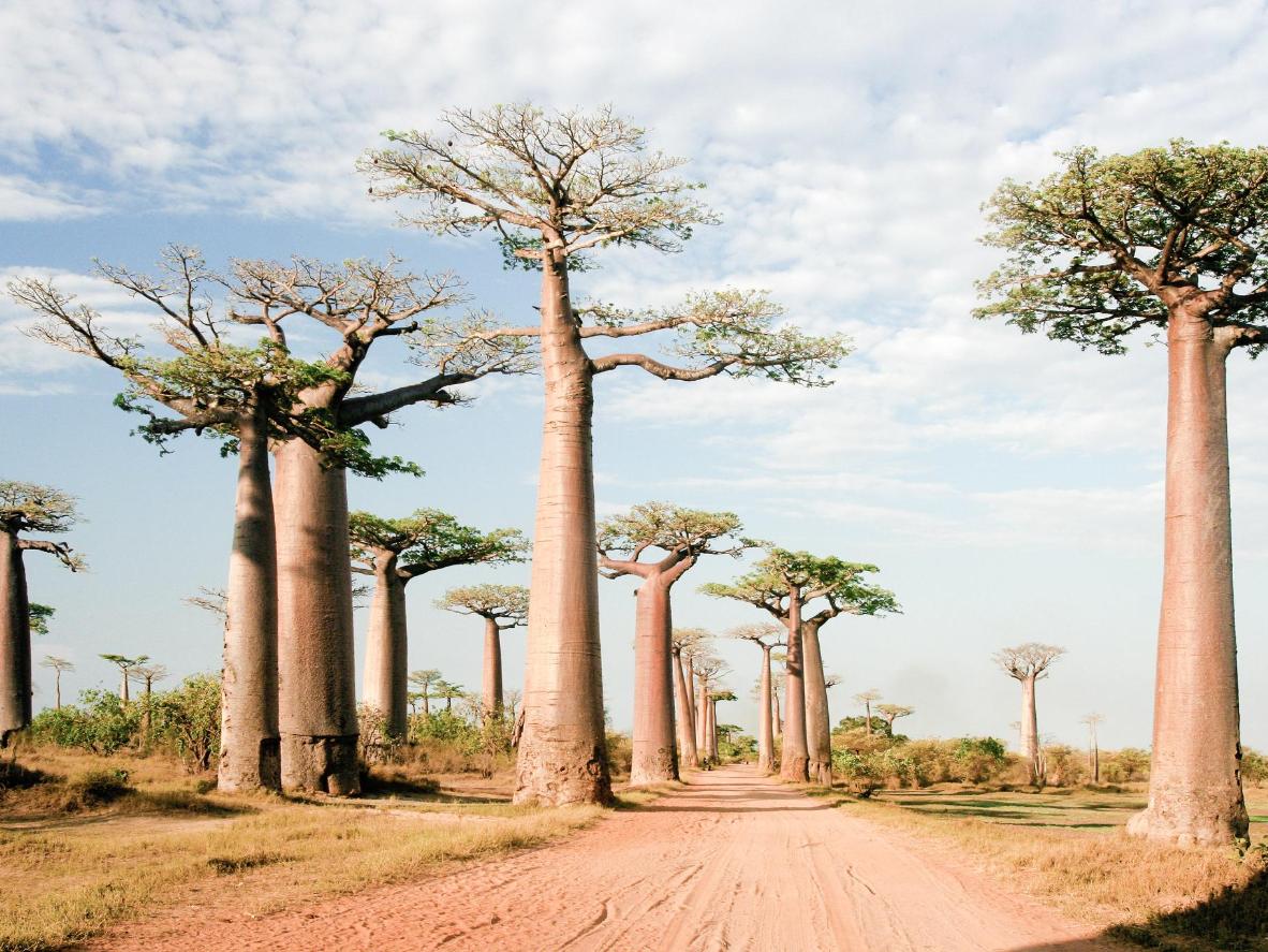 Reptiles peep out from sprouting baobab trees as you tour Madagascar by bike