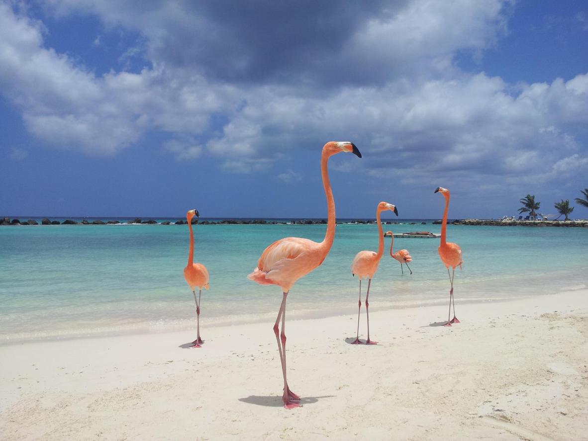 If you see a flurry of pink on the horizon, it's just the resident flamingos