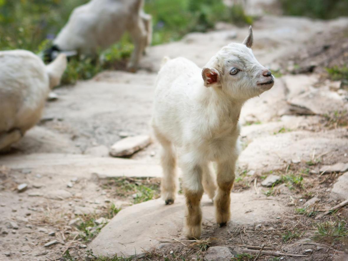 The hotel is home to pygmy goats, who can be taken along the water for a walk