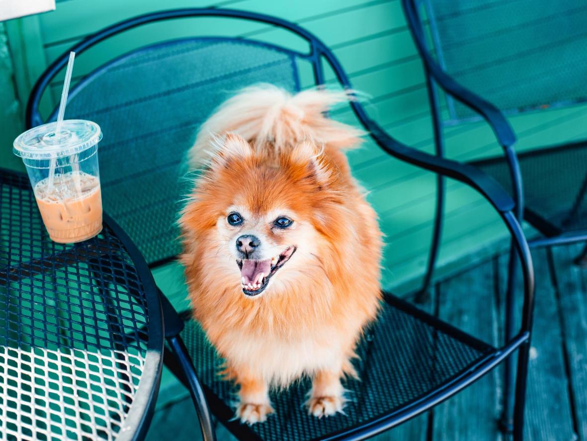 All the dogs at this café are rescues