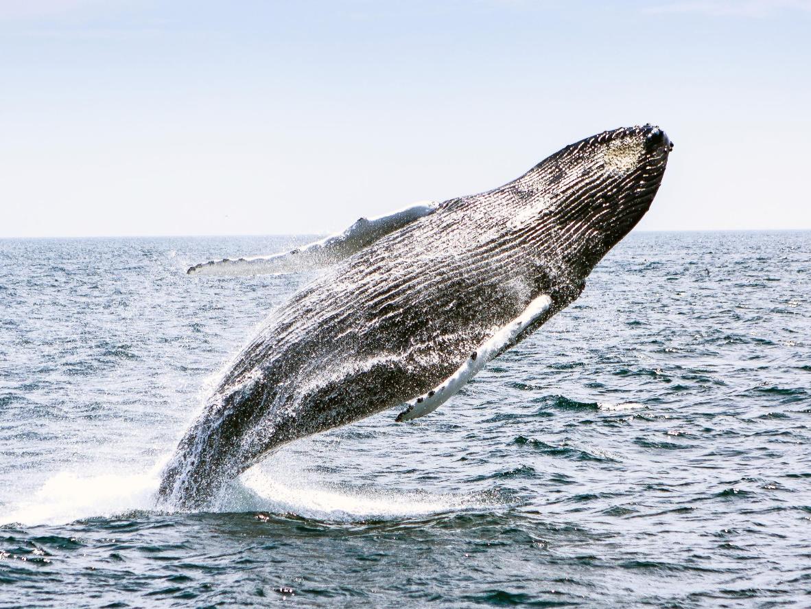 Go whale watching at the Stellwagen Bank National Marine Sanctuary
