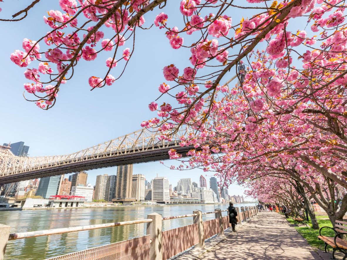 Watch New York City bloom back to life at the end of March