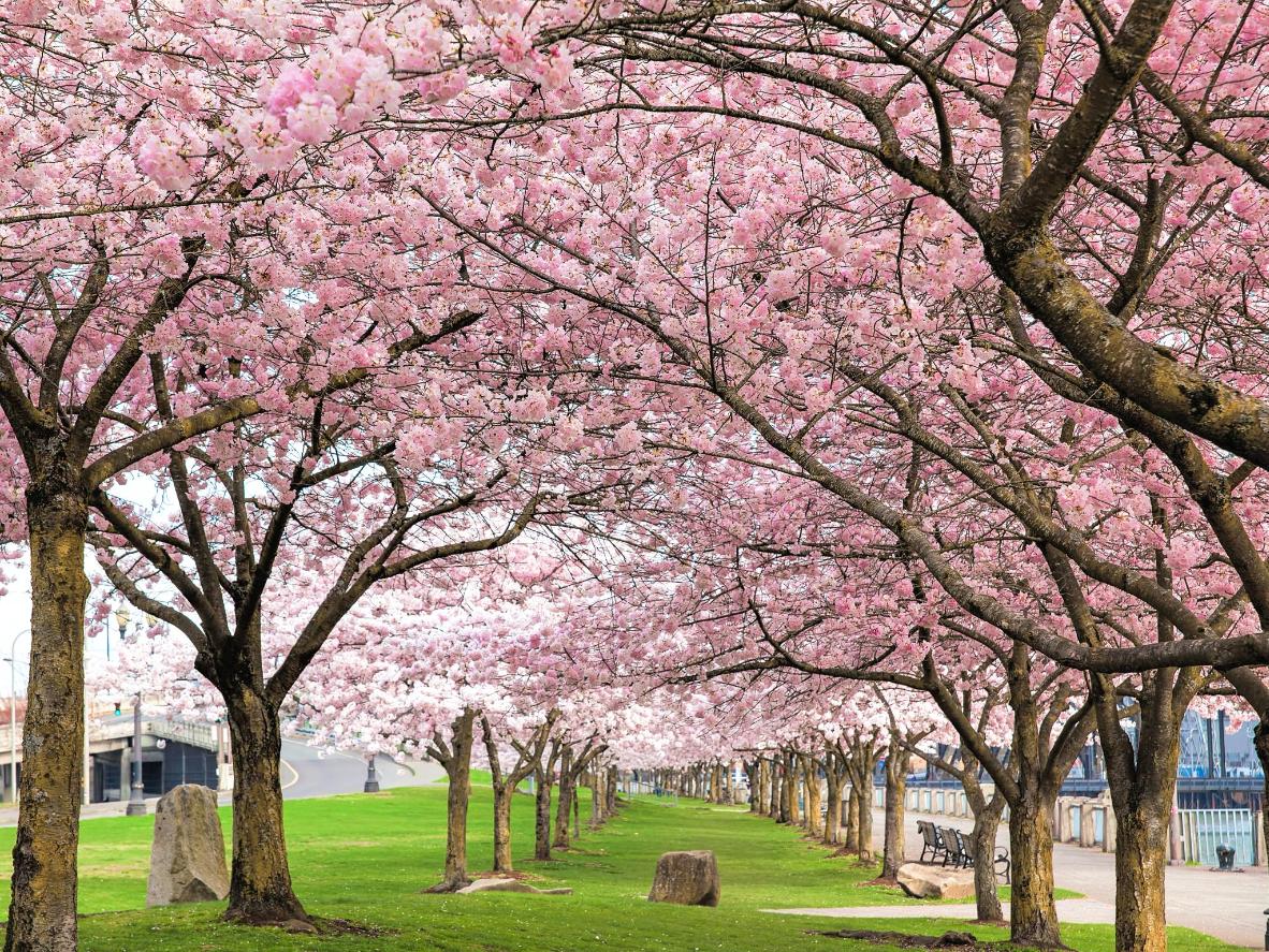 hemmet för en vacker körsbärsblomnad park med ett historiskt förflutet