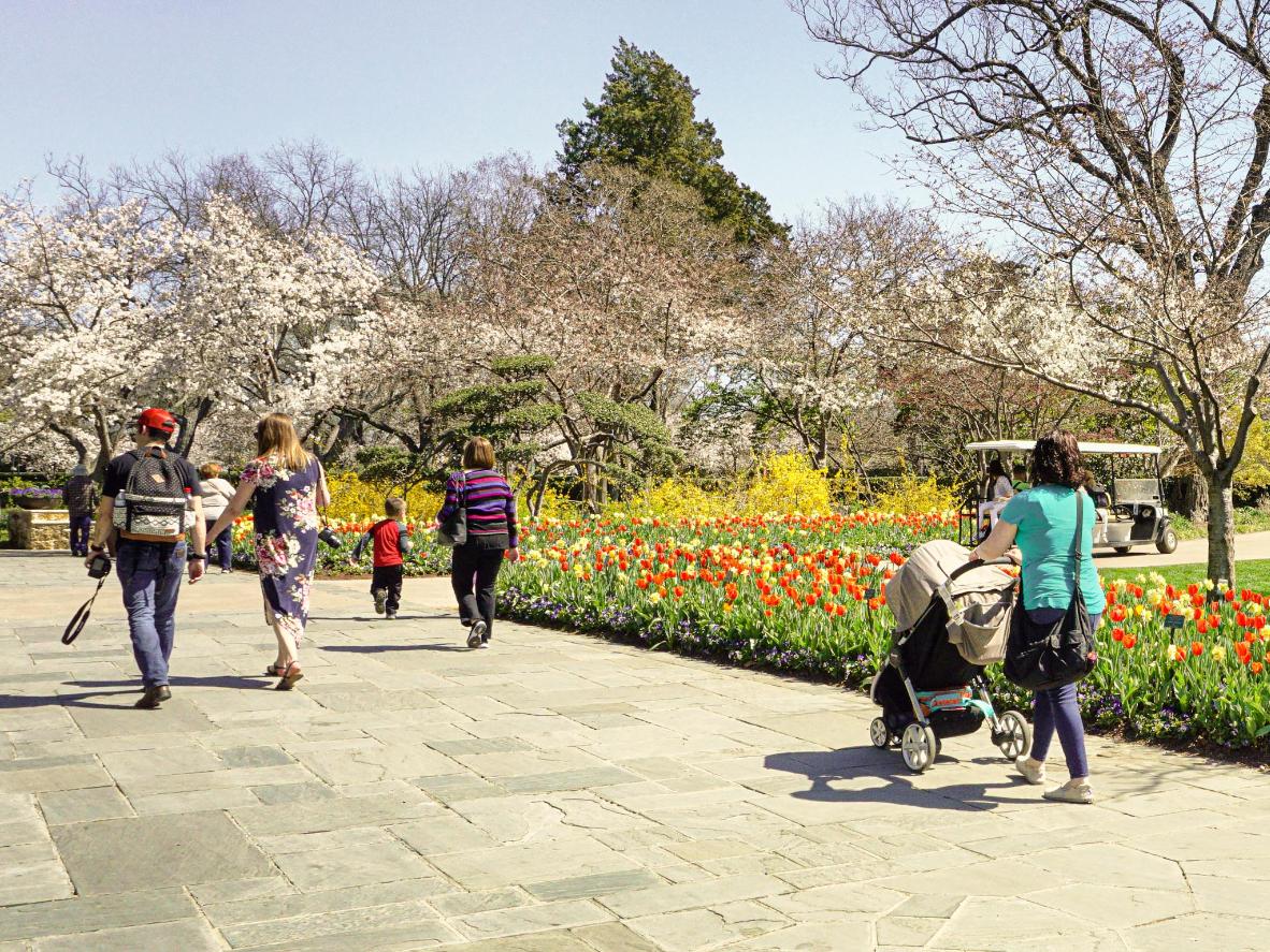 ha en piknik under snøhvite kirsebærblomster I Dallas Arboretum