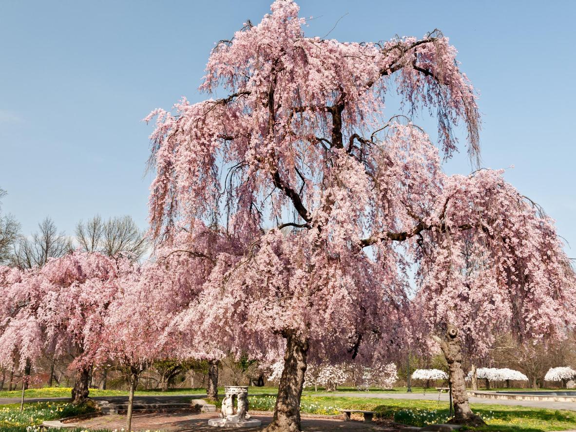  Spaser gjennom en tradisjonell hage Under Philidelpia 'S Cherry Blossom Festival 