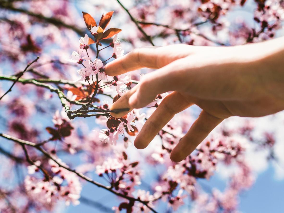  Nyt våren bris Av Windy Citys Cherry Blossom destinasjoner