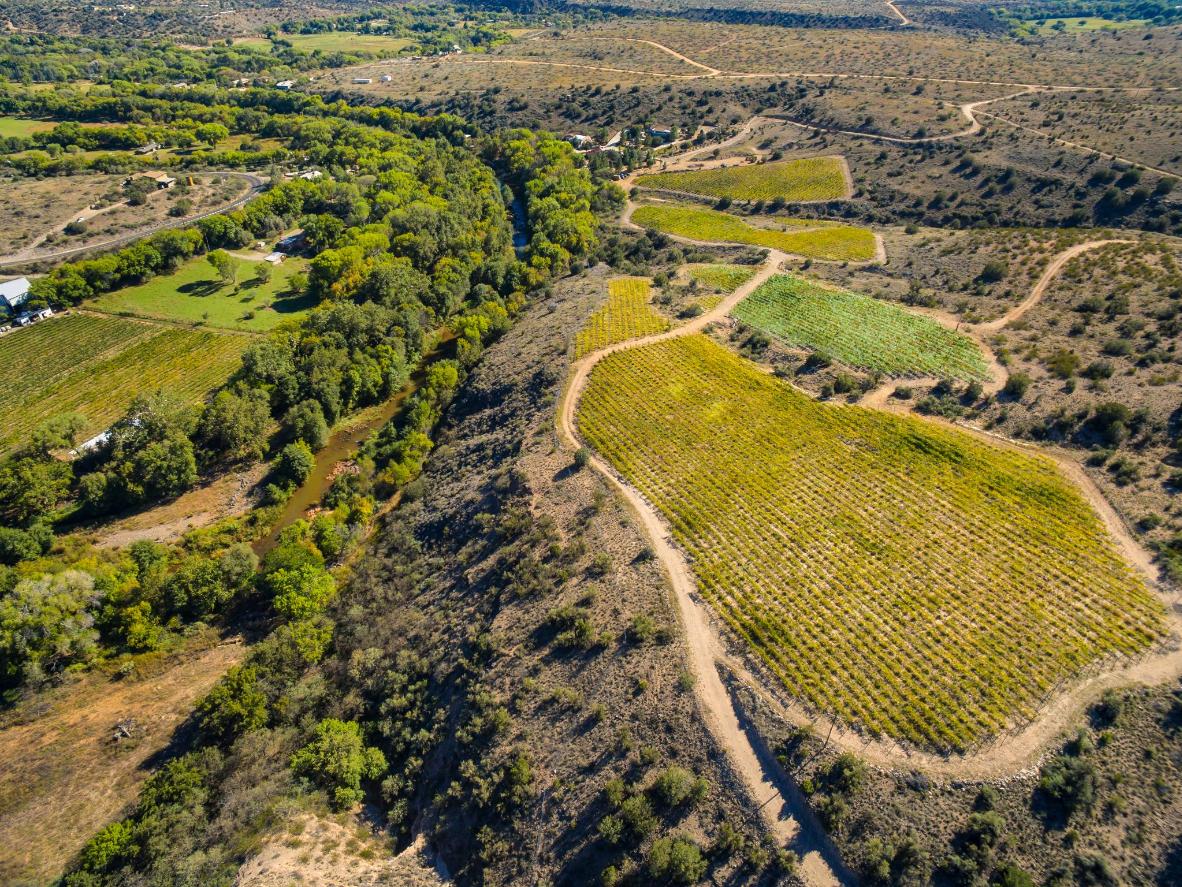 A vineyard in Verde Valley, Arizona