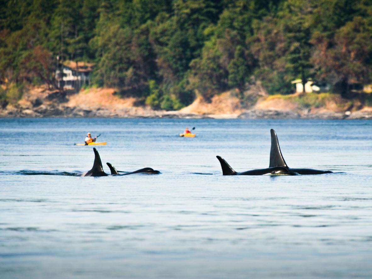 Uno de los mejores lugares del mundo para avistar ballenas, en kayak si te va la aventura