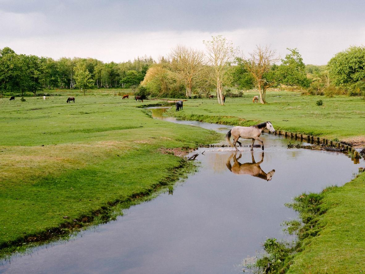 Los ponis de New Forest pueden pasear, pastar y darse un chapuzón a sus anchas