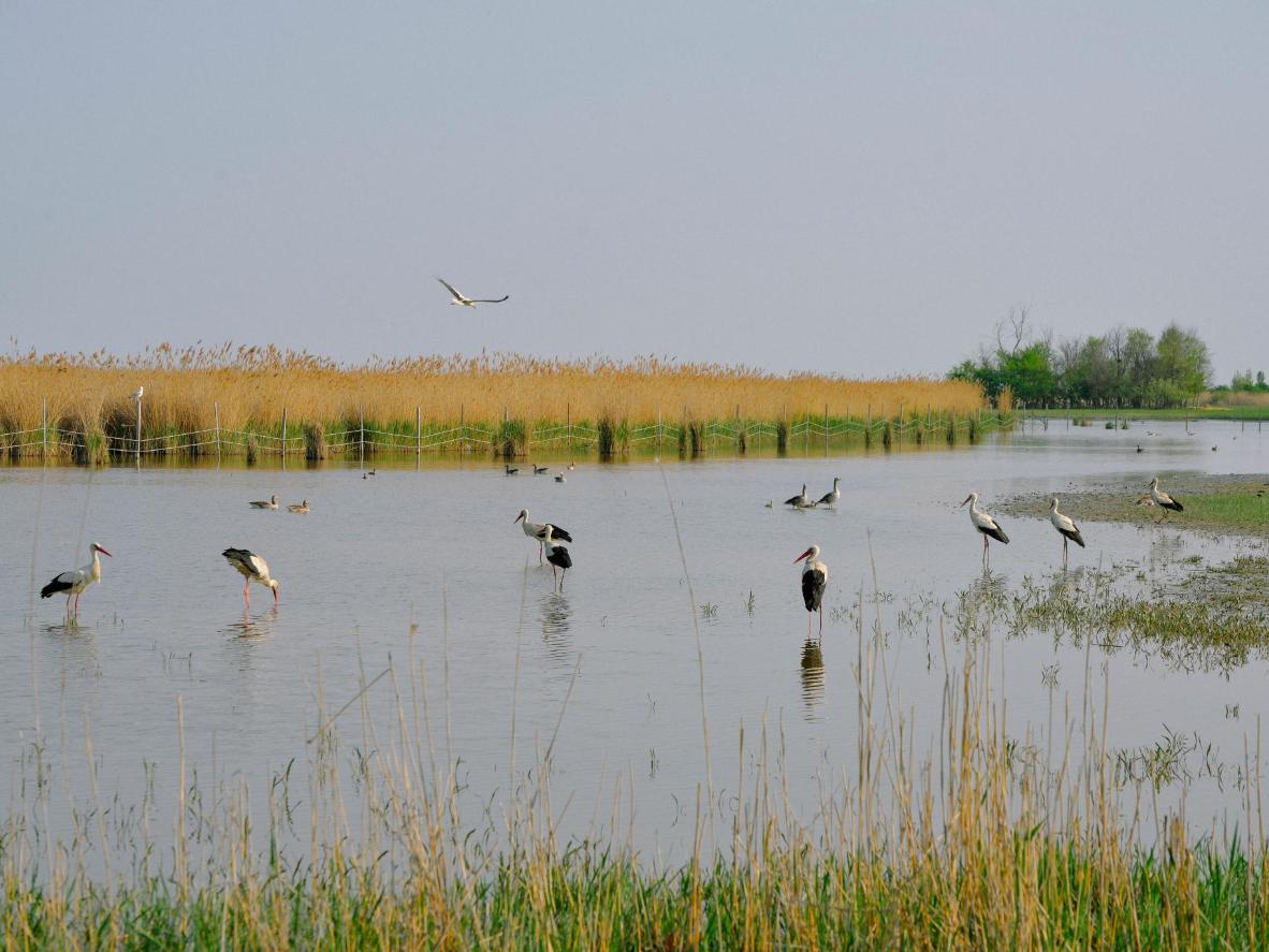 Recurring summer guests at Lake Neusiedl