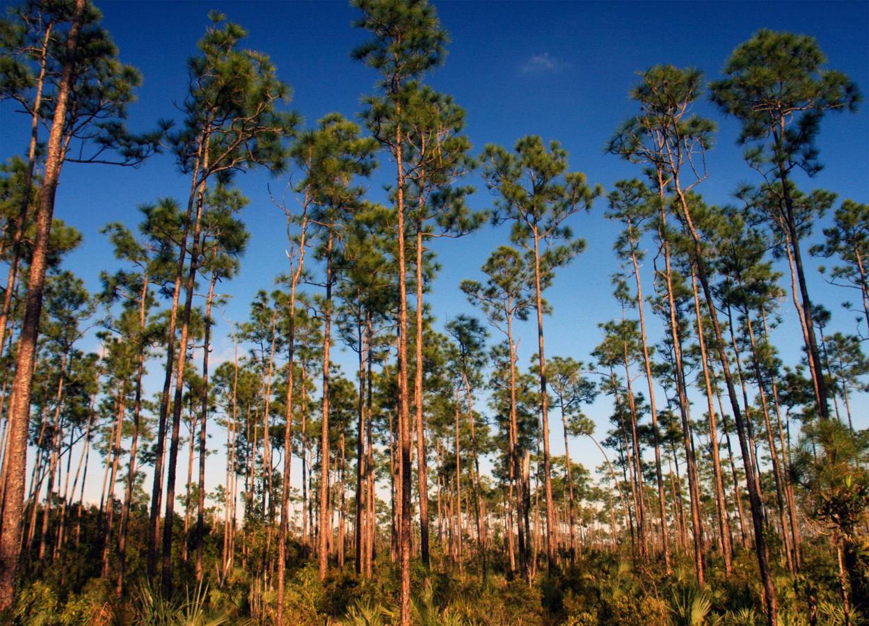 What are some spectacular nature areas in Florida? United